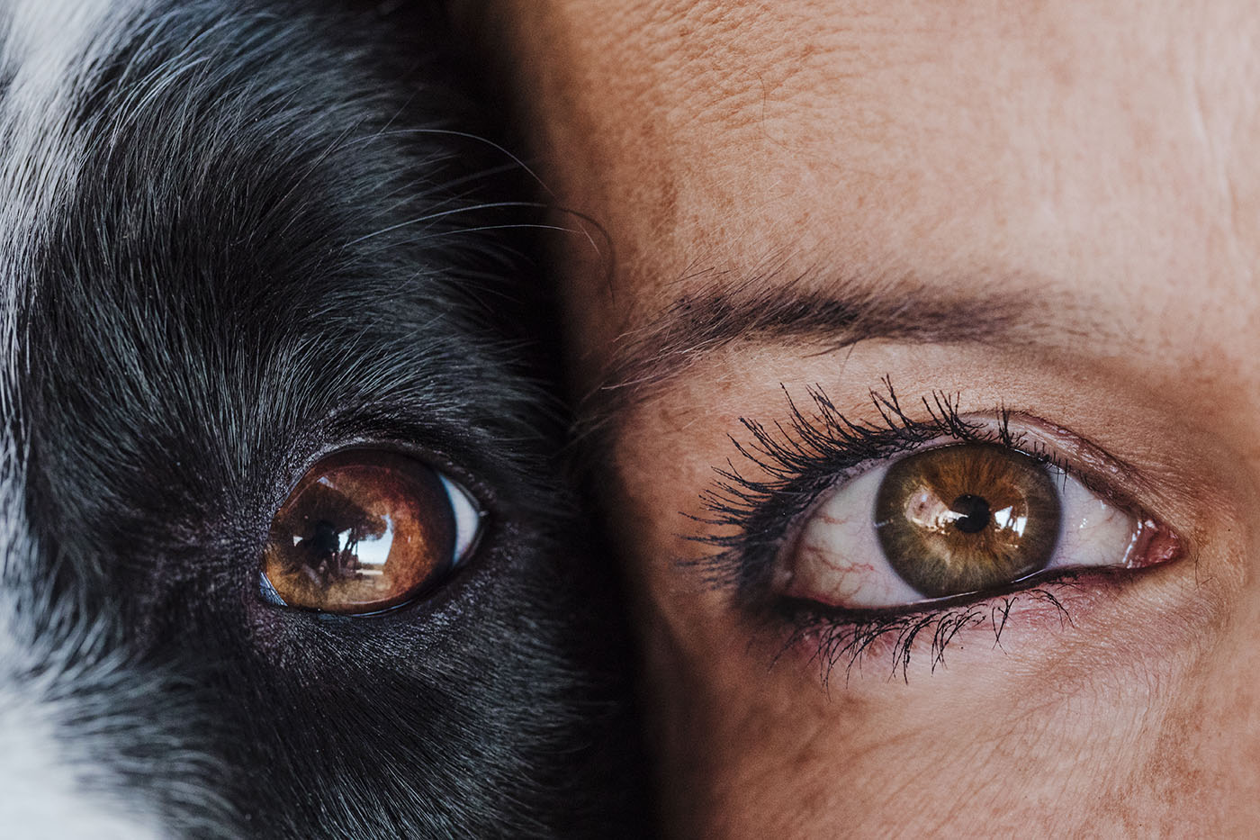 Dogs and human eyes